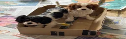 Cavalier King Charles Spaniel dogs for sale: Pedigree Cavalier King Charles Spaniel Puppies - Advert 5
