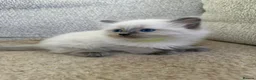 Ragdoll cats for sale: 3 Cute Ragdoll Kittens (Discounts available) - Advert 18