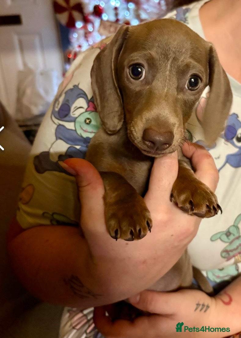 Dachshund dogs READY TO LEAVE -Beautiful Dachshund puppies - Advert 13