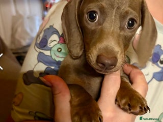 Dachshund dogs Last female-Beautiful Dachshund puppies - Advert 5