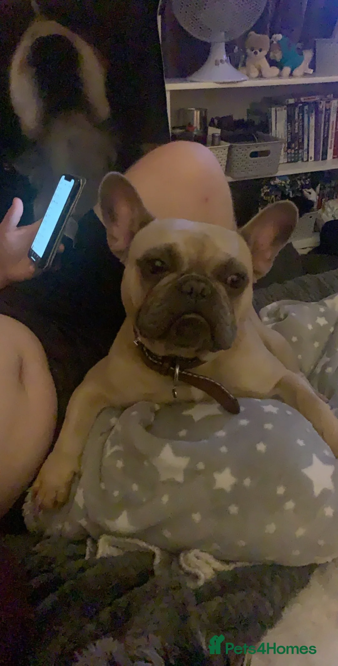 French Bulldog dogs for sale: Looking for rehome  in Preston - Advert 12