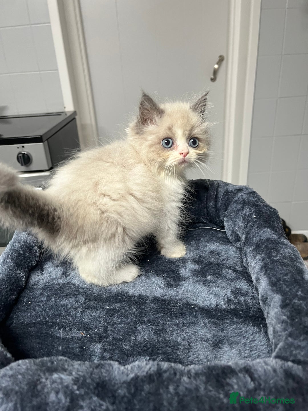 Ragdoll cats for sale: Ragdoll x Persian kittens  - Image 7