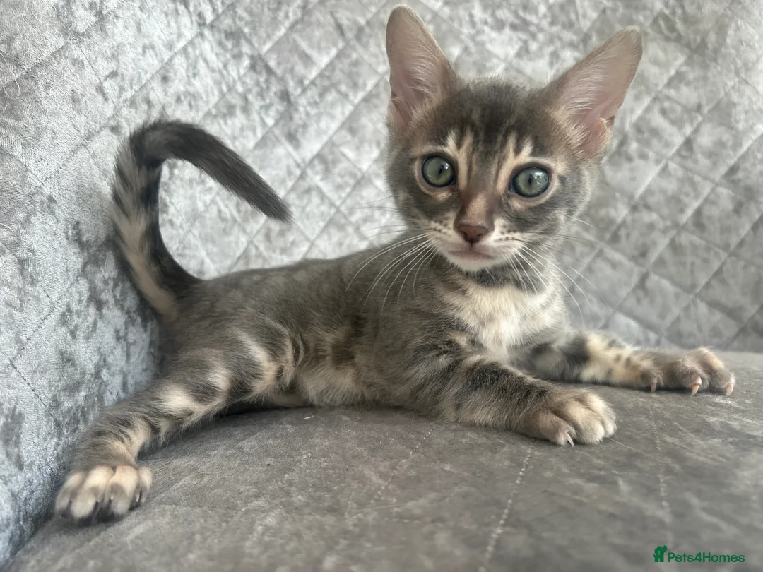 Bengal cats for sale: 💙Beautiful Blue Bengal Kittens - TICA Reg 💙 - Advert 19