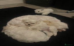 Malshi dogs for sale: Adorable Korean Maltese x Malshi puppies  - Advert 7