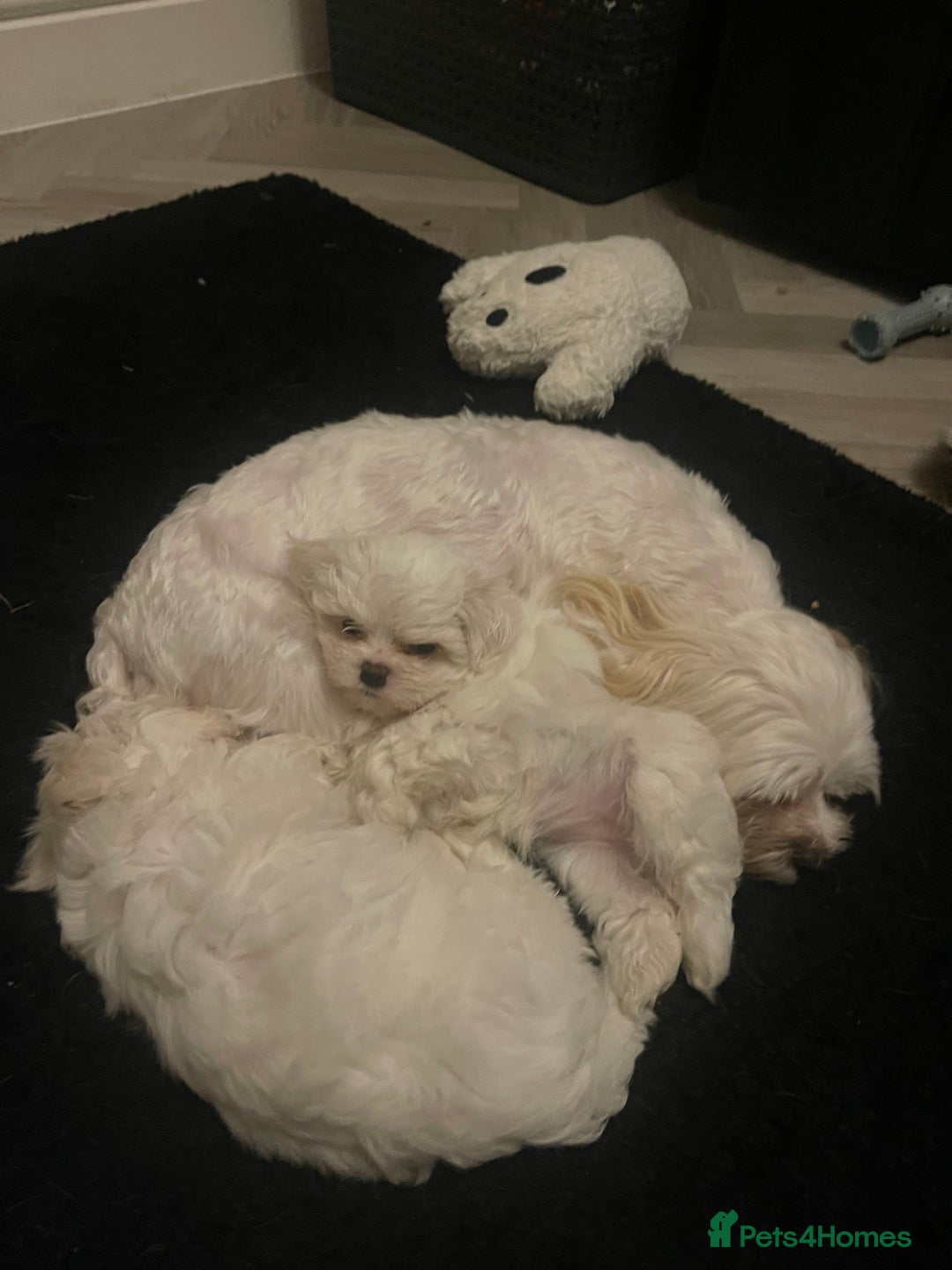 Malshi dogs for sale: Adorable Korean Maltese x Malshi puppies  - Advert 7