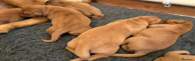 Labrador Retriever 5