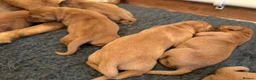 Labrador Retriever dogs for sale: Stunning litter of Fox Red Labrador puppies  - Advert 5