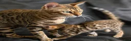 Bengal cats for sale: Stunning Bengal Kittens – Reservations Now Open in Woodford Green - Advert 1