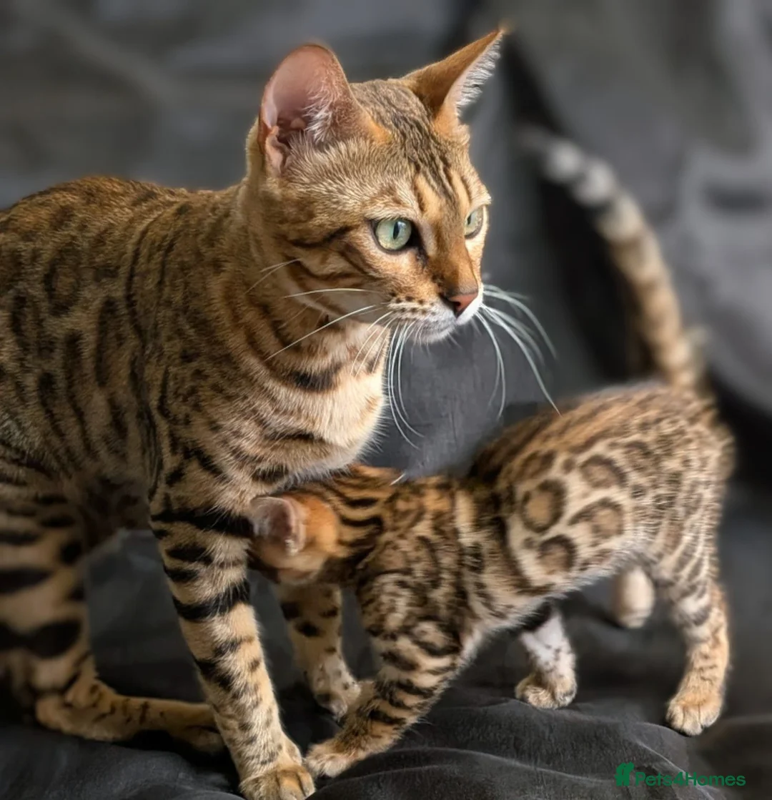 Bengal cats for sale: Stunning Bengal Kittens – Reservations Now Open in Woodford Green - Advert 1