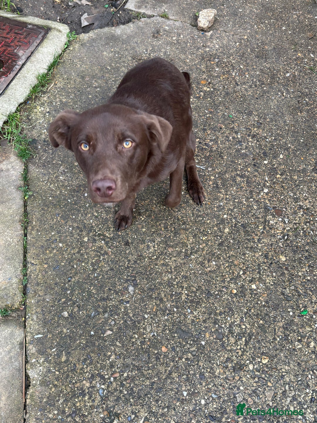 Borador dogs for sale: Colli cross lab  - Advert 4