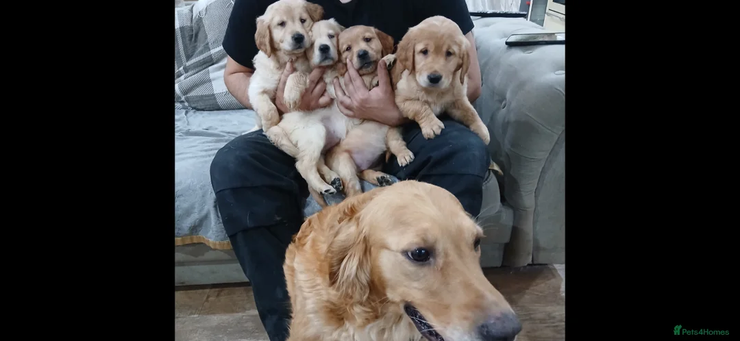 Golden Retriever dogs for sale: Chunky KC registered golden retrievers  - Advert 11
