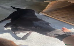 Pointer dogs for adoption: Emu, 8 months approx. Available for adoption. - Image 6