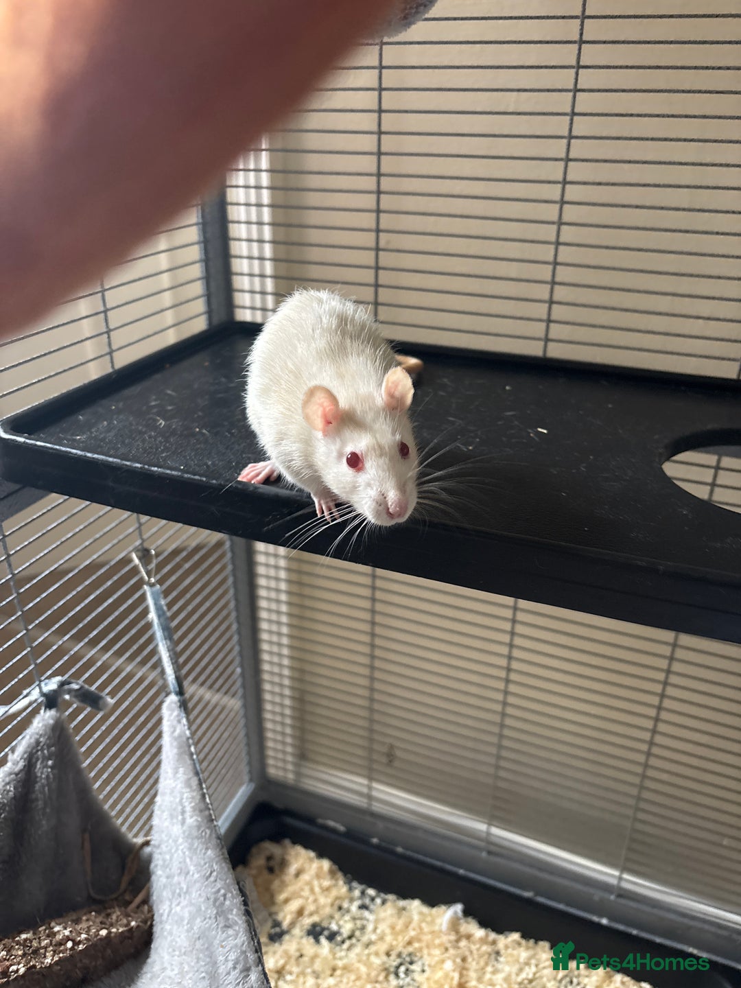 Rat rodents for sale: 2 lovely rats  - Image 2