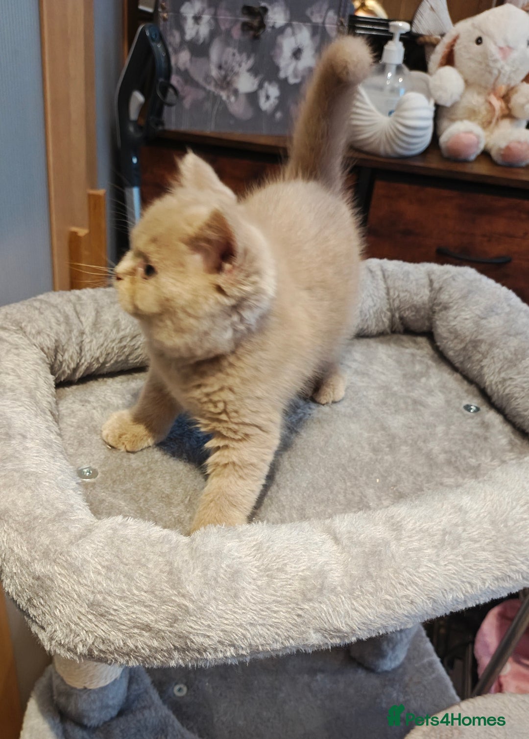 British Longhair cats for sale: Fawn male carrier of longhair Tica  - Image 13