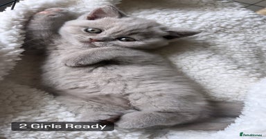 British Shorthair cats - Advert 9