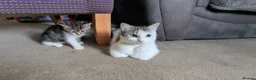 Mixed Breed cats for sale: Kittens - Advert 3
