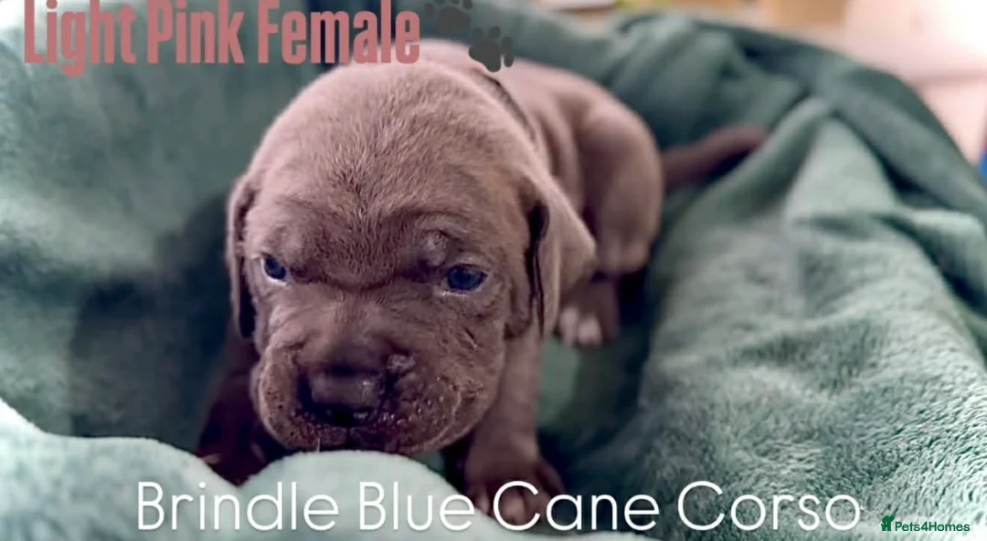 Cane Corso dogs for sale: Cane corso - Advert 10