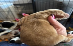 Cocker Spaniel dogs for sale: Beautiful cocker puppies  - Image 6