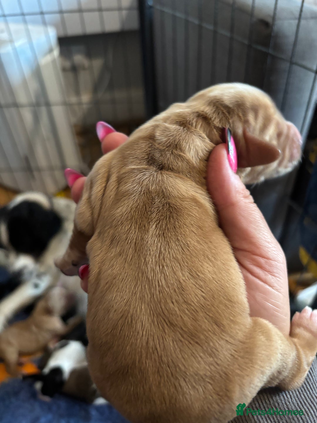 Cocker Spaniel dogs for sale: Beautiful cocker puppies  - Image 6