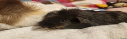 Guinea Pig rodents for sale: Trio male guineas - Advert 10