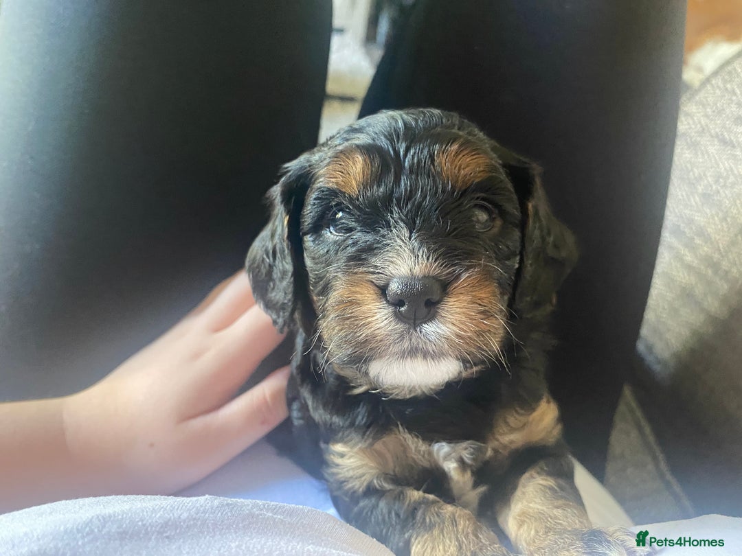 Cavapoo dogs for sale: Beautiful F1 cavapoos phantom 3 girls left 💜💖❤️ - Image 5