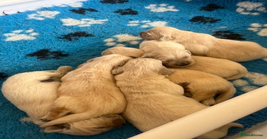 Golden Retriever dogs - Advert 4