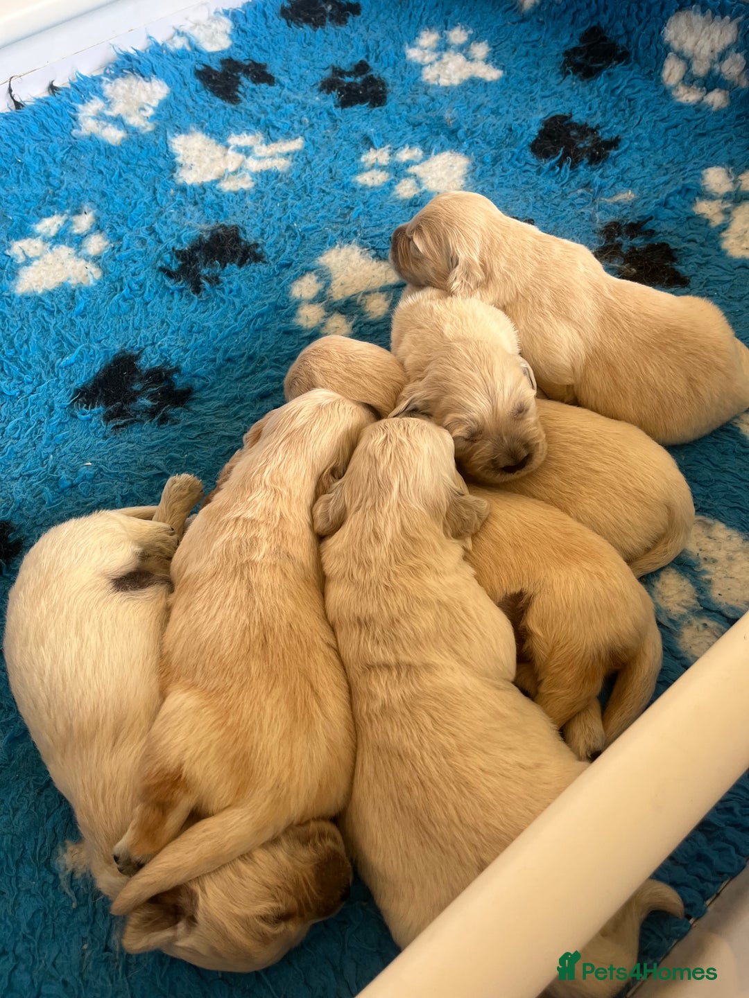 Golden Retriever dogs for sale: Health tested parents - Image 1