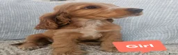 Cocker Spaniel dogs for sale: Ready to go 2 boys left show cocker spaniels - Advert 29