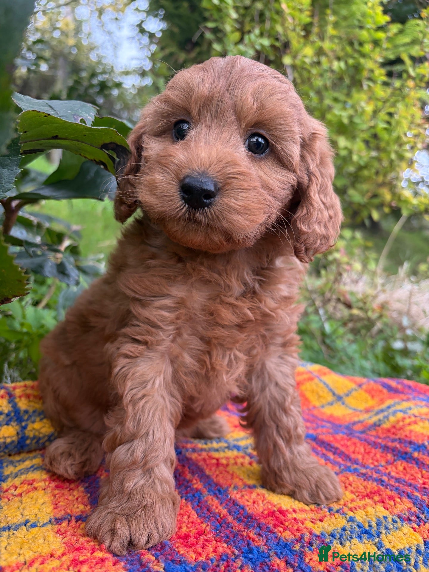 Cockapoo dogs cockapoo puppies ready friday*licensed breeder* - Advert 1