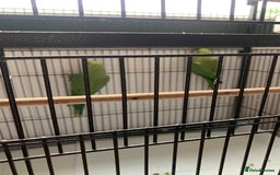 Parakeets birds for sale: Parakeets for sale  - Image 5