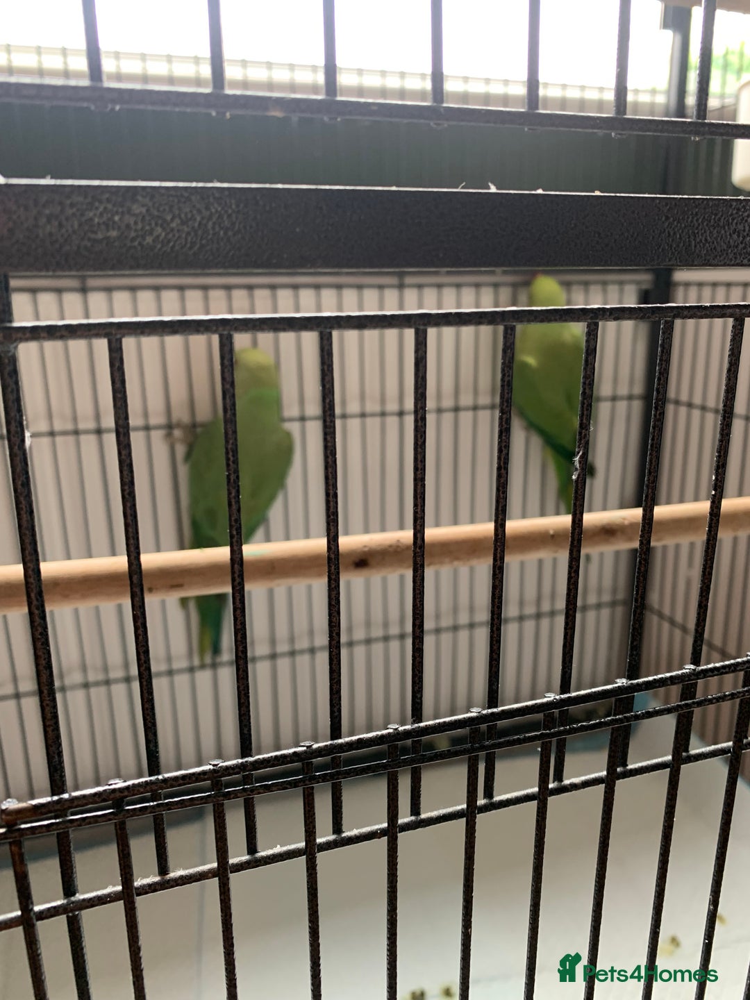 Parakeets birds for sale: Parakeets for sale  - Image 5