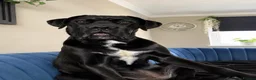 Cane Corso dogs for sale: Beautiful 6 month old Girl - Advert 2