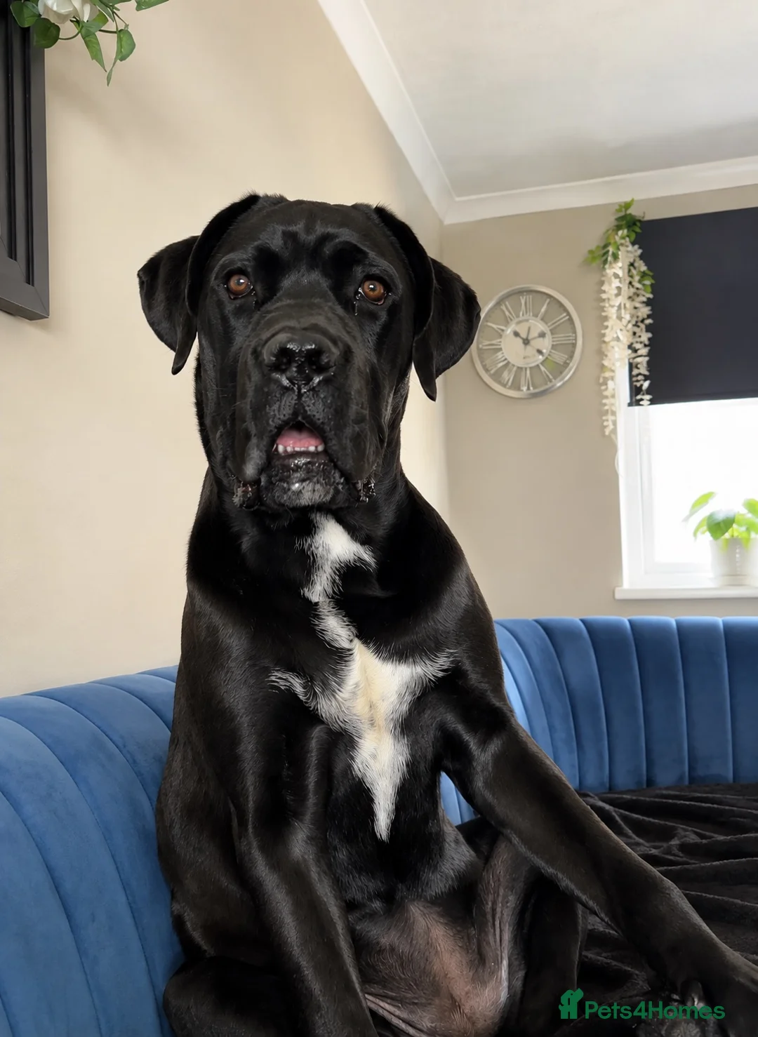 Cane Corso dogs for sale: Beautiful 6 month old Girl - Advert 2