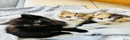 Mixed Breed cats for sale: Kittens for sale - Advert 10