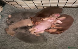 Jack Russell dogs for sale: 🐾 Miniature Jack Russell Puppies 🐾 - Image 17