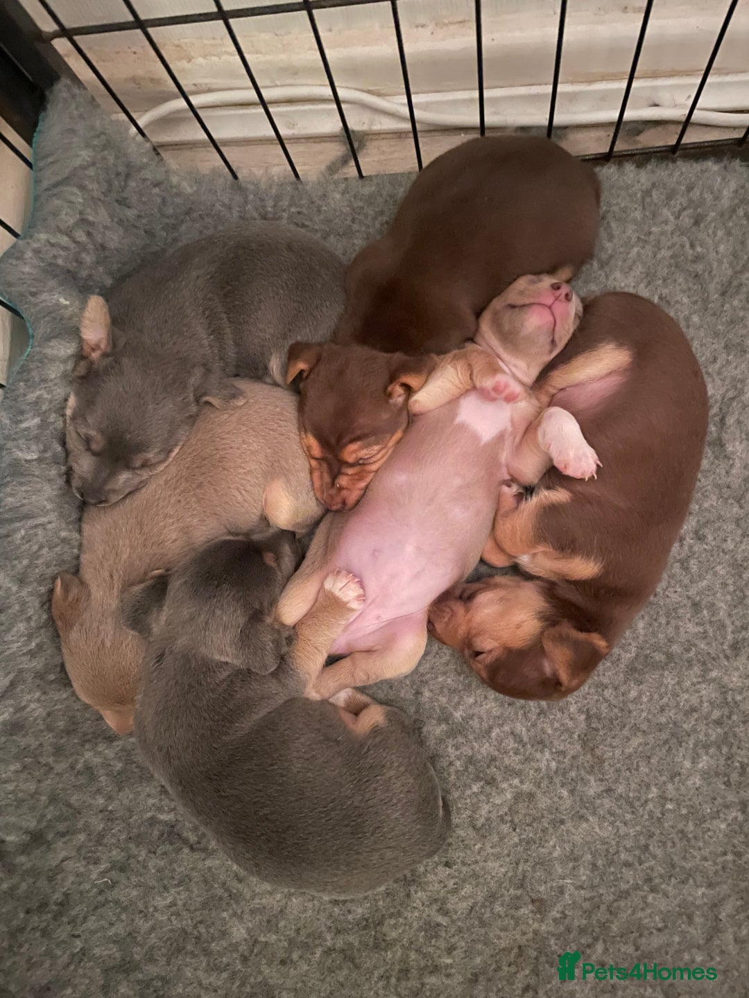 Jack Russell dogs for sale: 🐾 Miniature Jack Russell Puppies 🐾 - Image 17