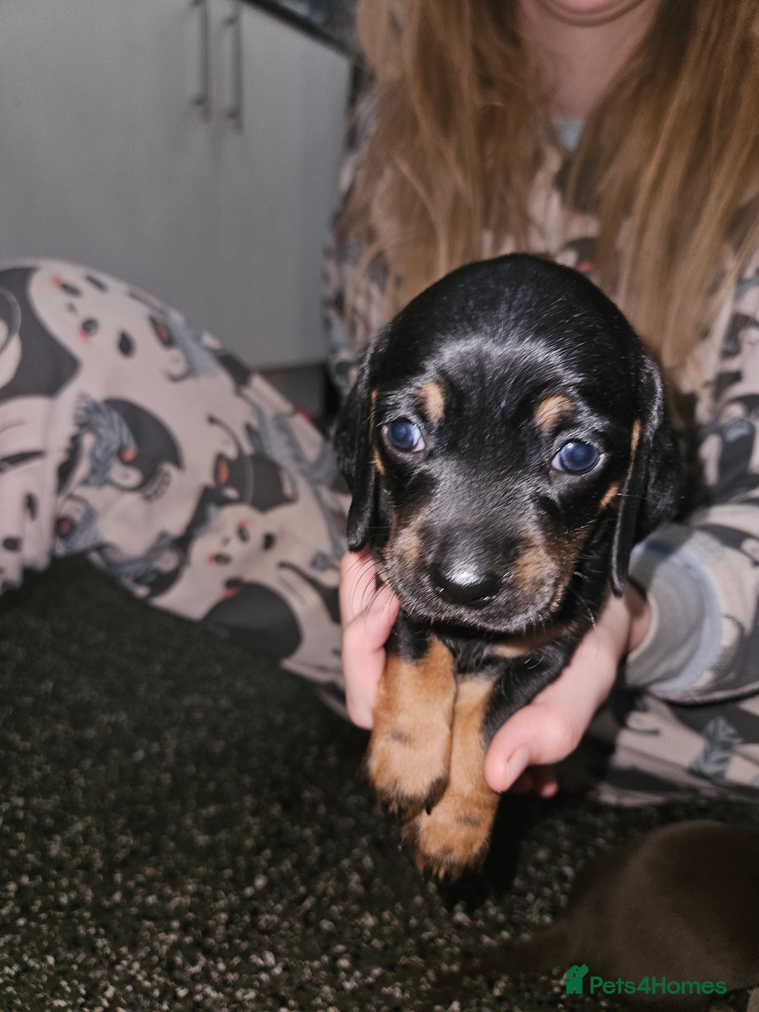 Mixed Breed dogs for sale: Pug x miniature dachshund *Only one left* - Image 14