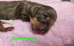 Miniature Dachshund dogs for sale: Miniature Dachshunds - Image 7