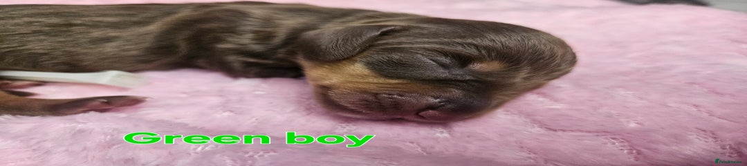 Green Boy