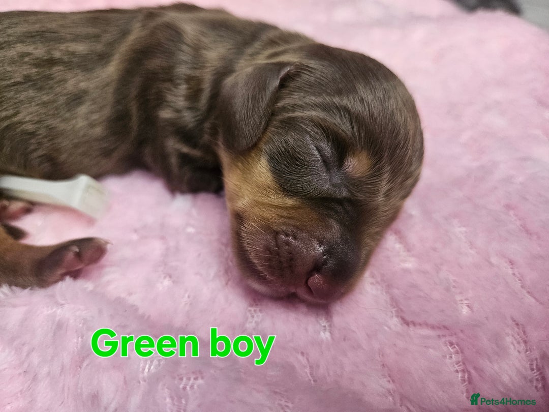 Miniature Dachshund dogs for sale: Miniature Dachshunds - Image 7