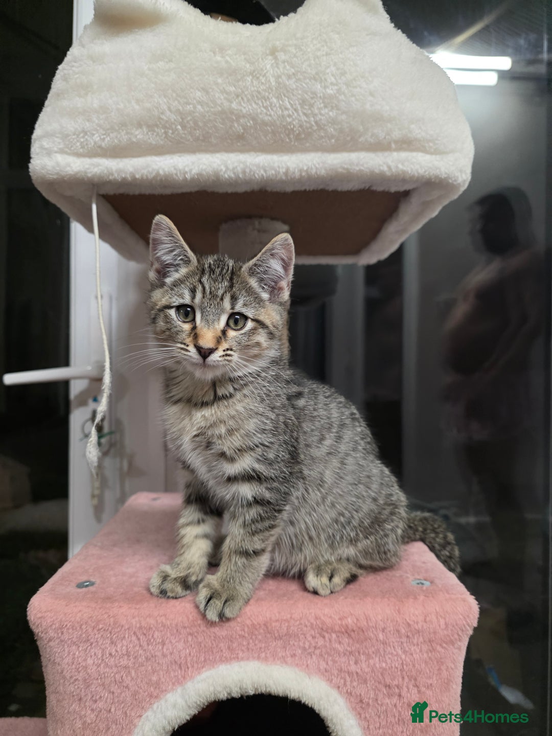 Mixed Breed cats for sale:  mixed stunning litter - Image 2