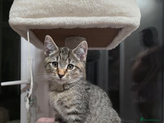 Mixed Breed cats - Advert 7