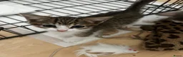 Domestic Shorthair cats for sale: 4 gorgeous male kittens 8weeks - Advert 30