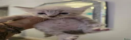 Mixed Breed cats for sale: Snow Bengal/ Ragdoll  - Advert 5