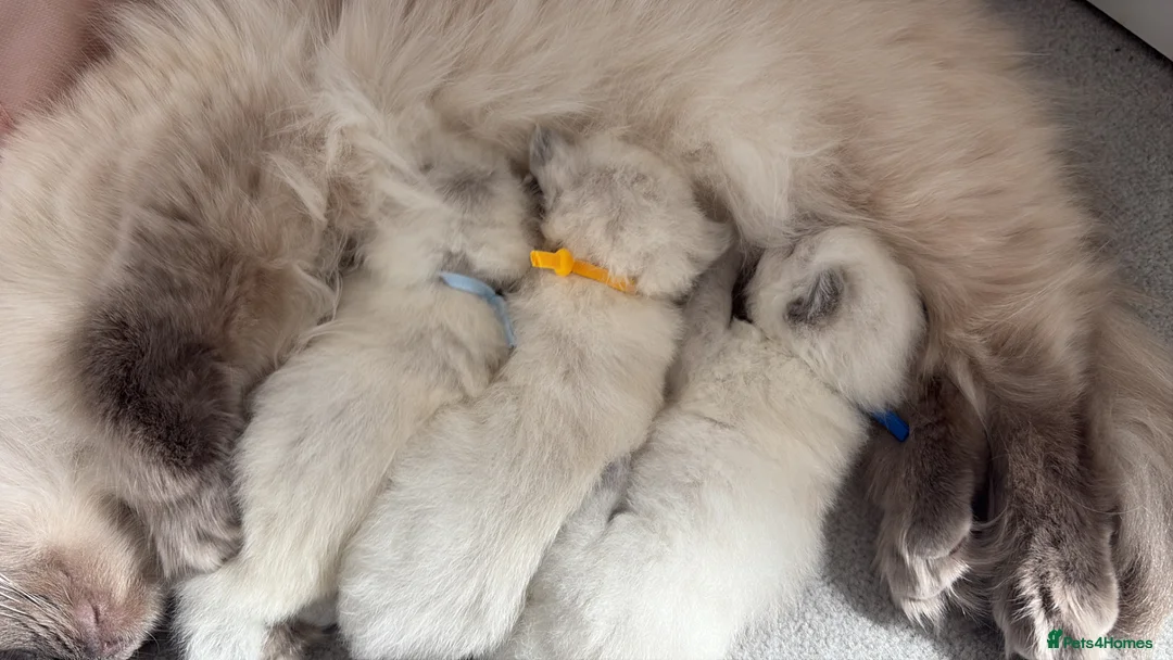 Ragdoll cats for sale: 6 ragdoll kittens  - Advert 2