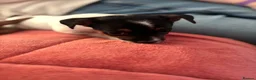 Jack Russell dogs for sale: CUTE Jack russel puppies great pedigree healthy  - Advert 3