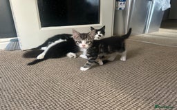 Domestic Shorthair cats for sale: Kitten  - Image 1