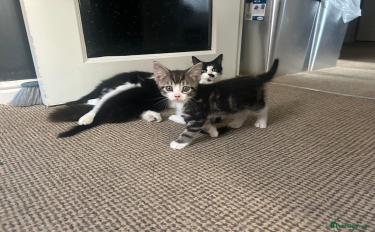 Domestic Shorthair cats - Advert 5