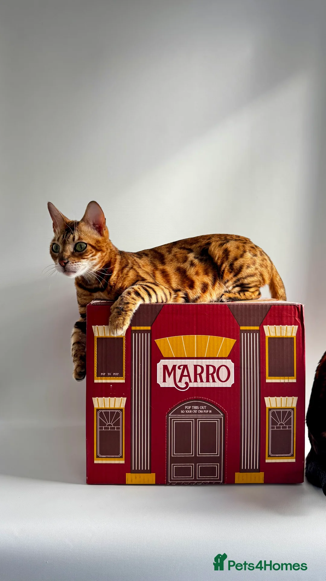 Bengal cats for sale: Adorable Bengal kittens TICA registered, pedigree - Advert 2