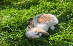French Lop rabbits for sale: Beautiful Lop bunnies  - Image 5